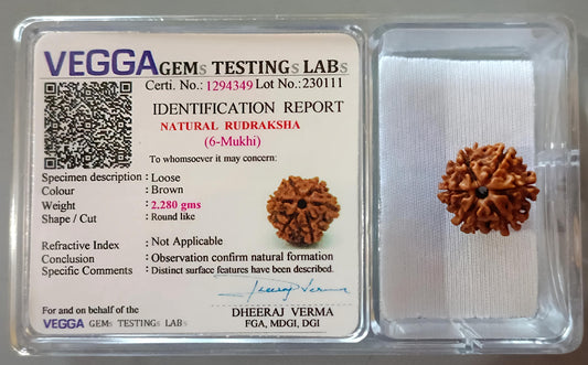 6 Mukhi Rudraksha [Certified | Abhimantrit - Energized | 100% Original and Natural]