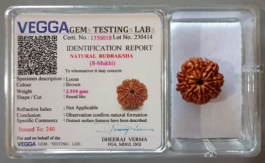 8 Mukhi Rudraksha [Certified | Abhimantrit - Energized | 100% Original and Natural]
