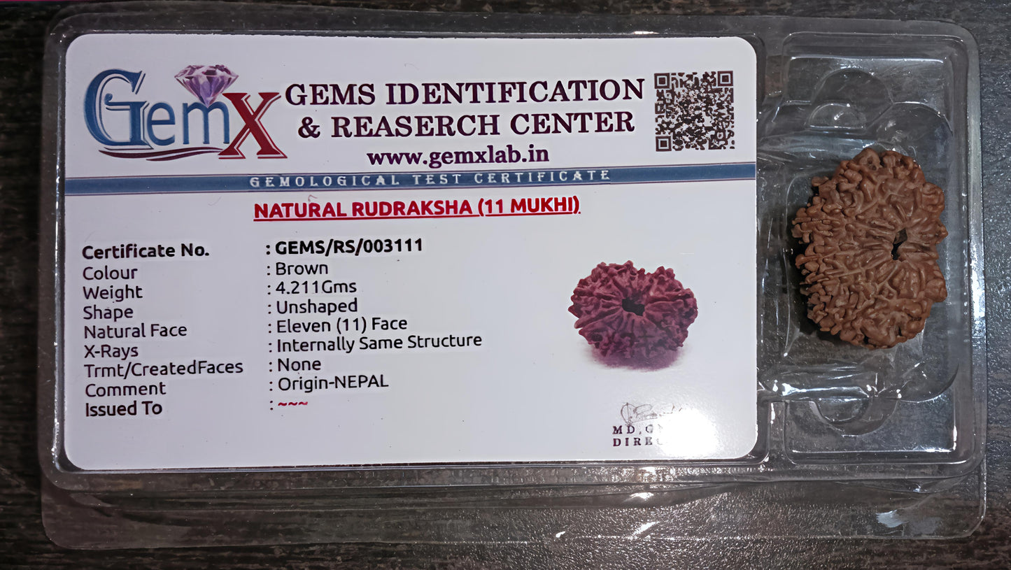 11 Mukhi Rudraksha [Certified | Abhimantrit - Energized | 100% Original and Natural]