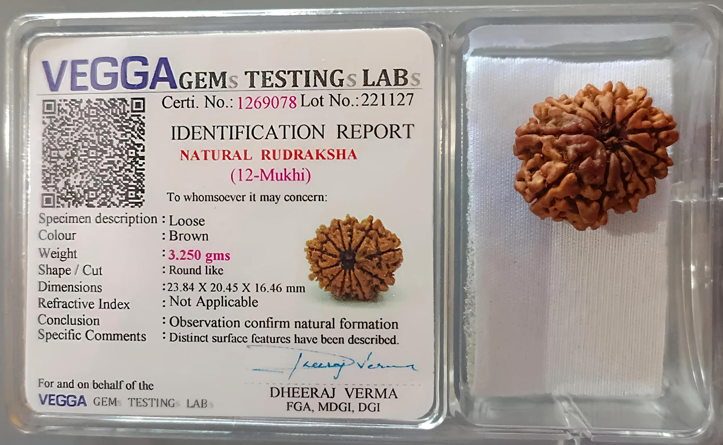 12 Mukhi Rudraksha [Certified | Abhimantrit - Energized | 100% Original and Natural]
