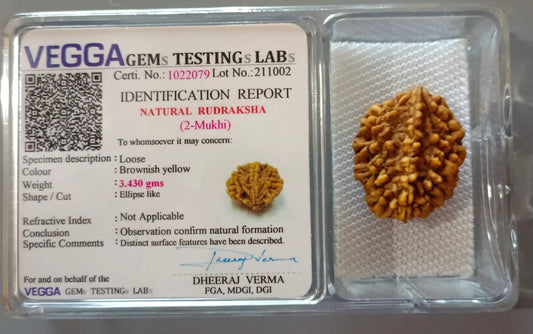 2 Mukhi Nepali Rudraksha [Certified | Abhimantrit - Energized | 100% Original and Natural]