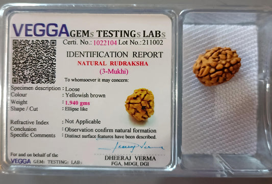 3 Mukhi Nepali Rudraksha [Certified | Abhimantrit - Energized | 100% Original and Natural]