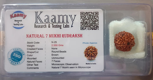 7 Mukhi Rudraksha [Certified | Abhimantrit - Energized | 100% Original and Natural]