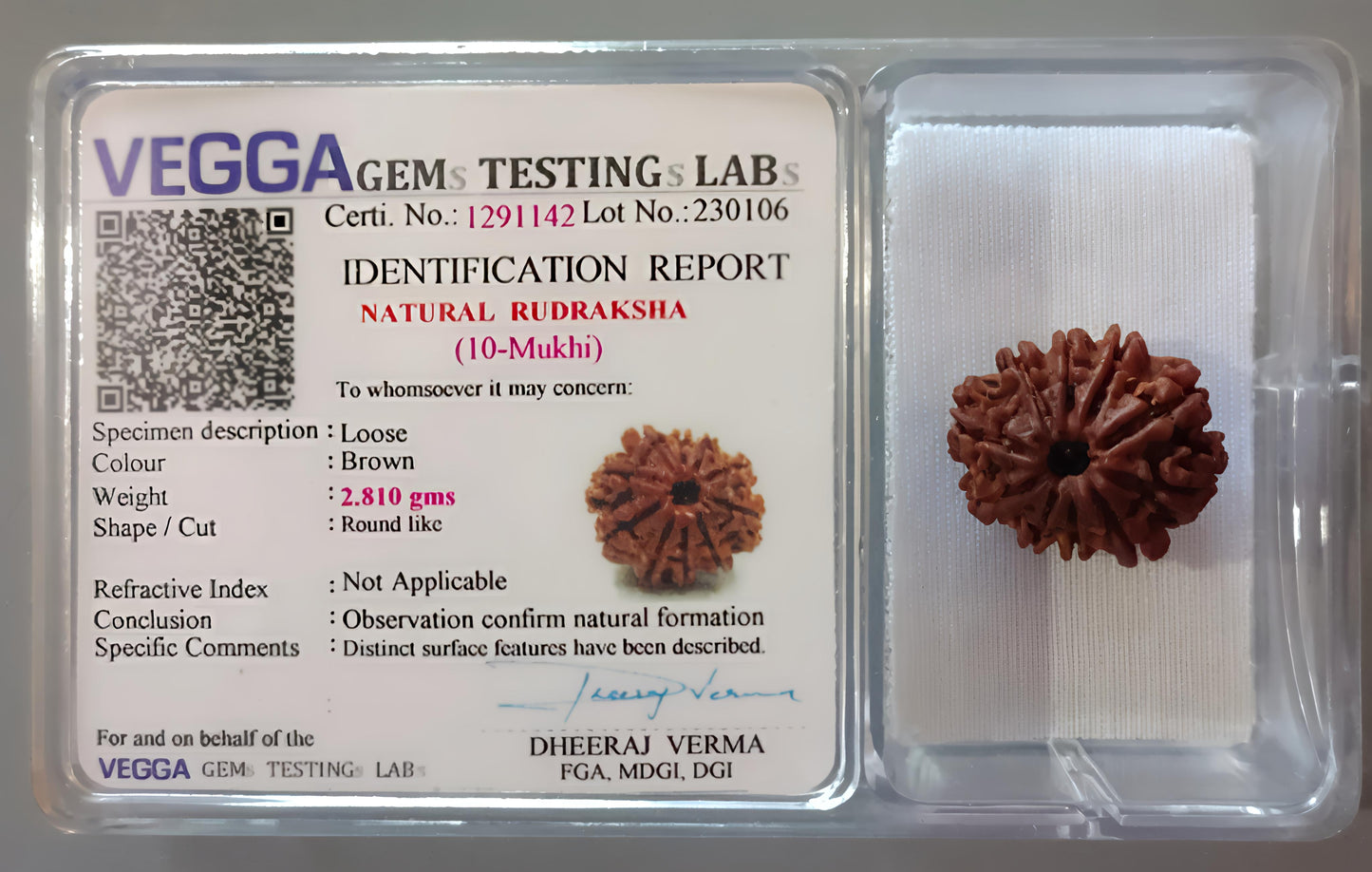 10 Mukhi Rudraksha [Certified | Abhimantrit - Energized | 100% Original and Natural]