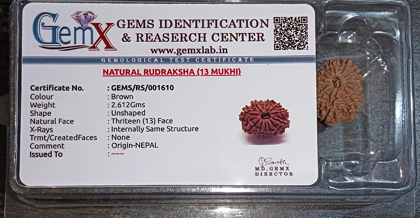 13 Mukhi Rudraksha [Certified | Abhimantrit - Energized | 100% Original and Natural]