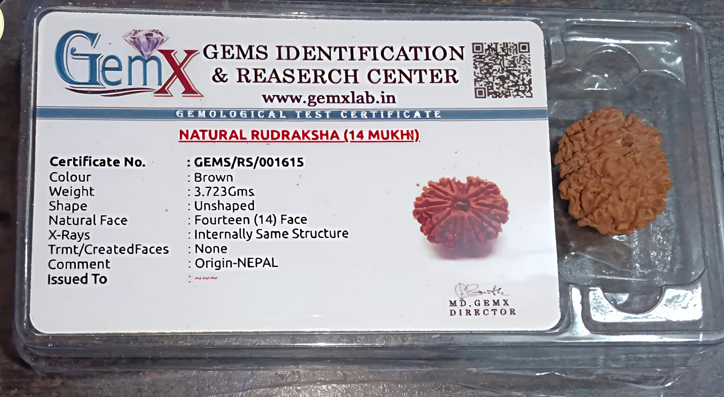 14 Mukhi Rudraksha [Certified | Abhimantrit - Energized | 100% Original and Natural]