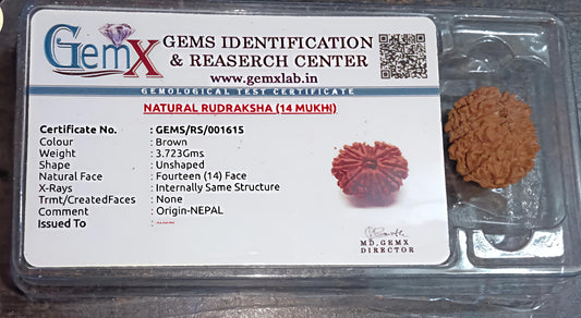 14 Mukhi Rudraksha [Certified | Abhimantrit - Energized | 100% Original and Natural]