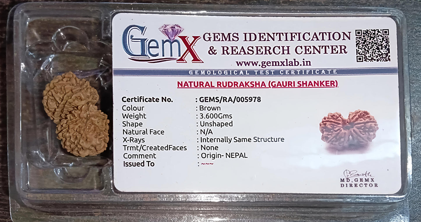 Gauri Shankar Rudraksha [Certified | Abhimantrit - Energized | 100% Original and Natural]