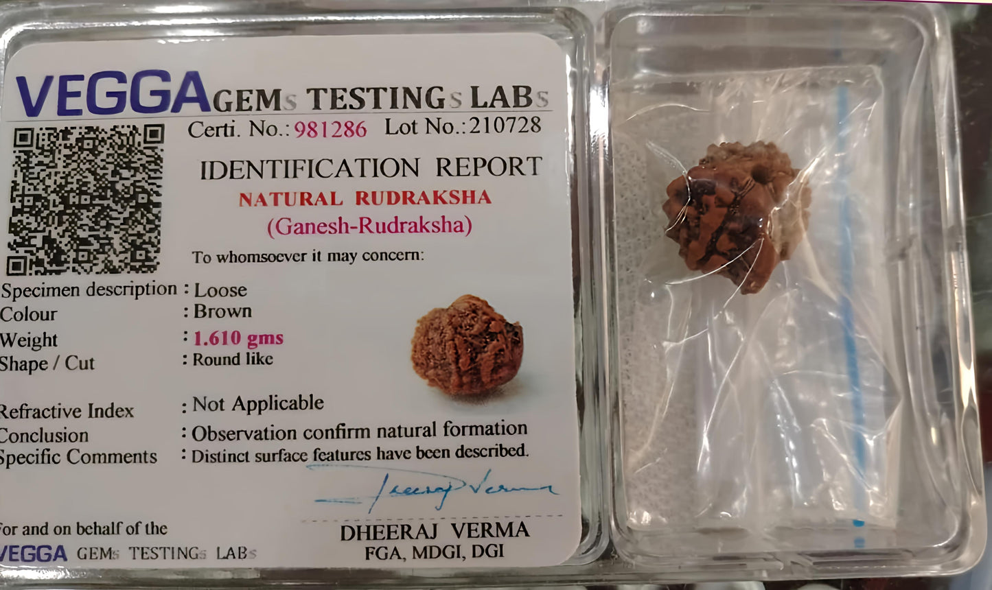 Ganesh Mukhi Rudraksha [Certified | Abhimantrit - Energized | 100% Original and Natural]