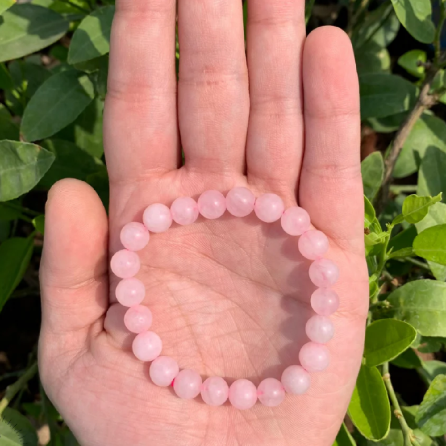 Rose Quartz Bracelet [Certified | Abhimantrit - Energized | 100% Original and Natural]