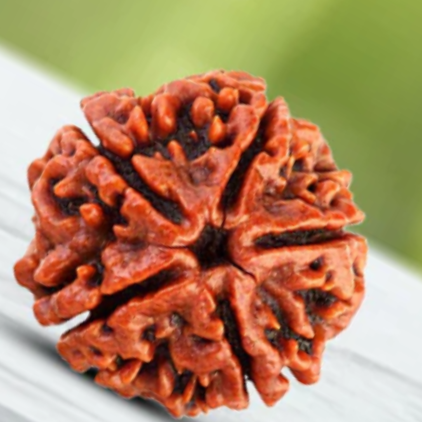 5 Mukhi Rudraksha [Certified | Abhimantrit - Energized | 100% Original and Natural]