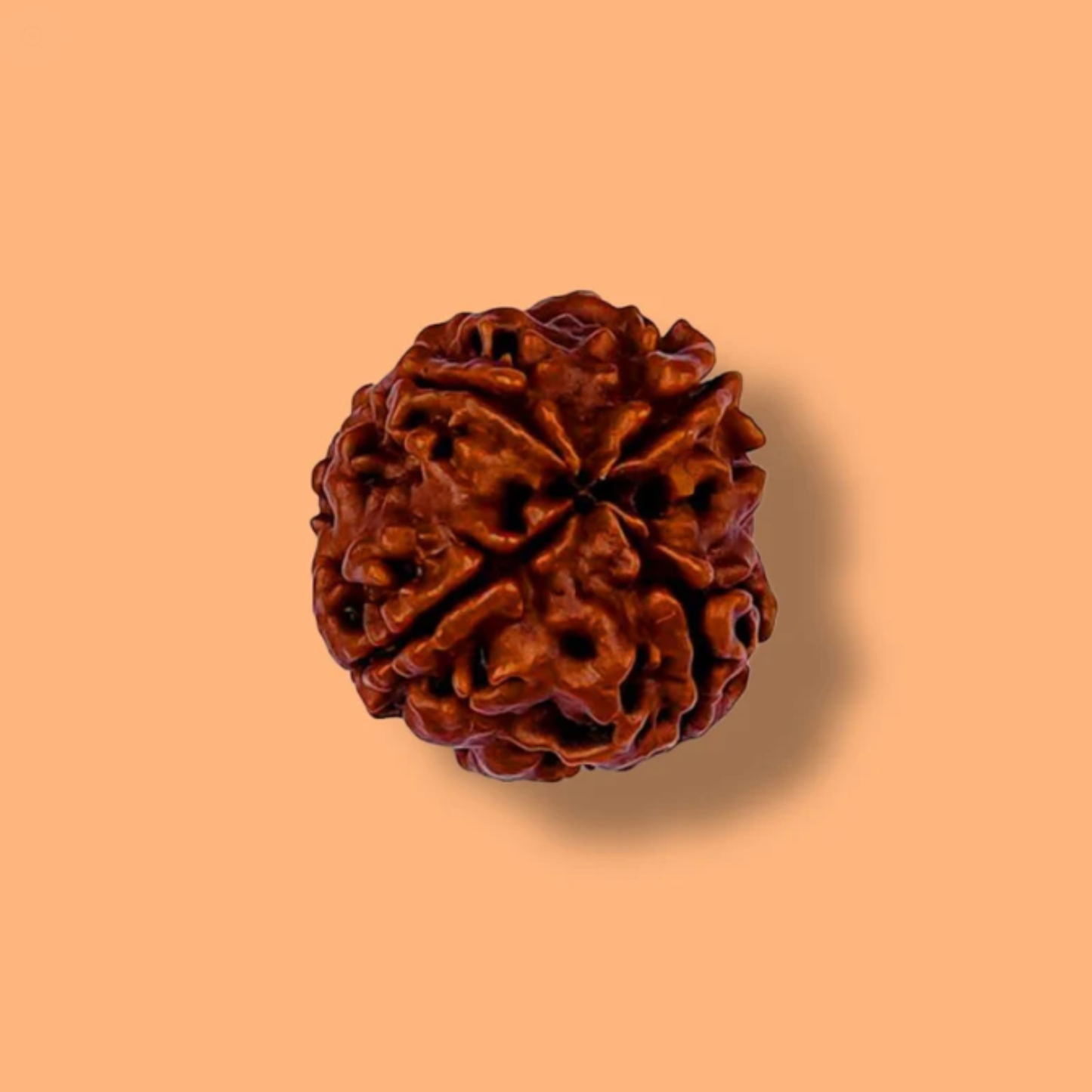 4 Mukhi Rudraksha [Certified | Abhimantrit - Energized | 100% Original and Natural]