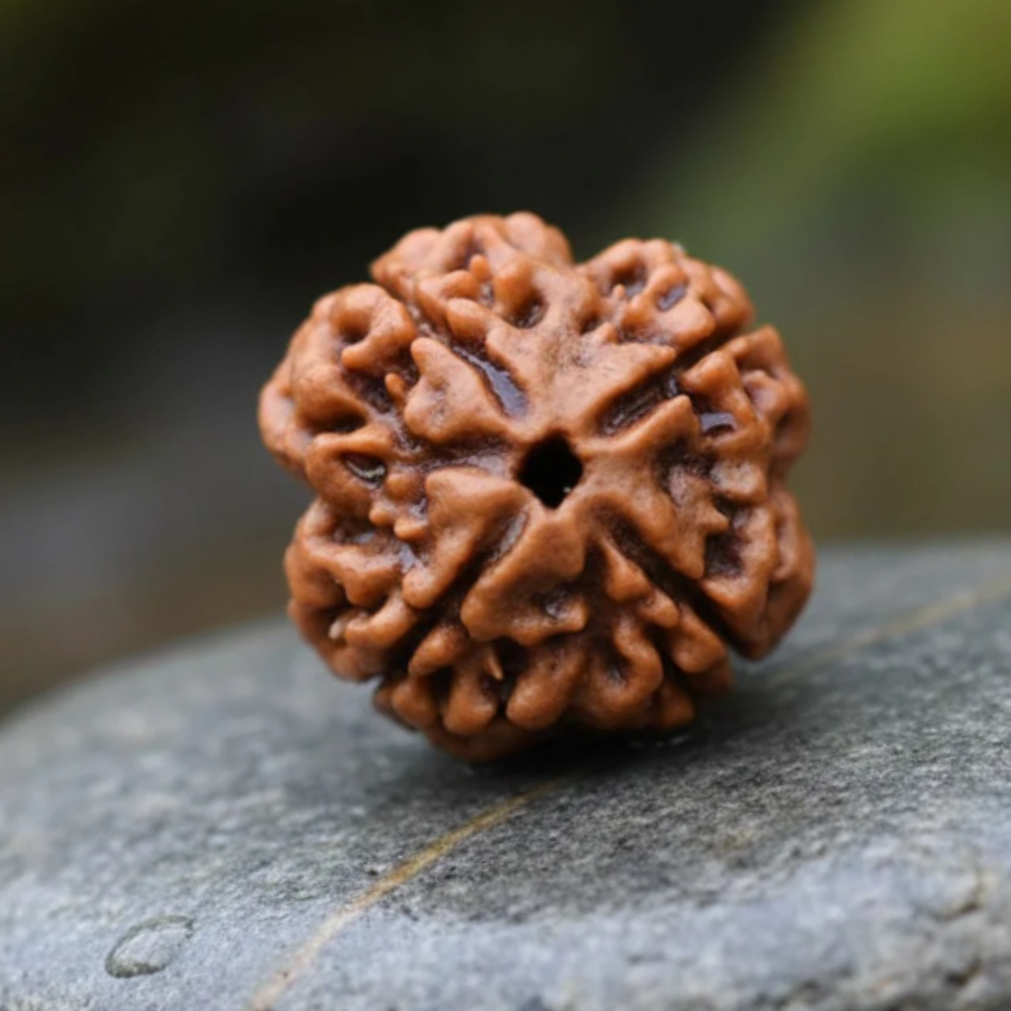 4 Mukhi Rudraksha [Certified | Abhimantrit - Energized | 100% Original and Natural]