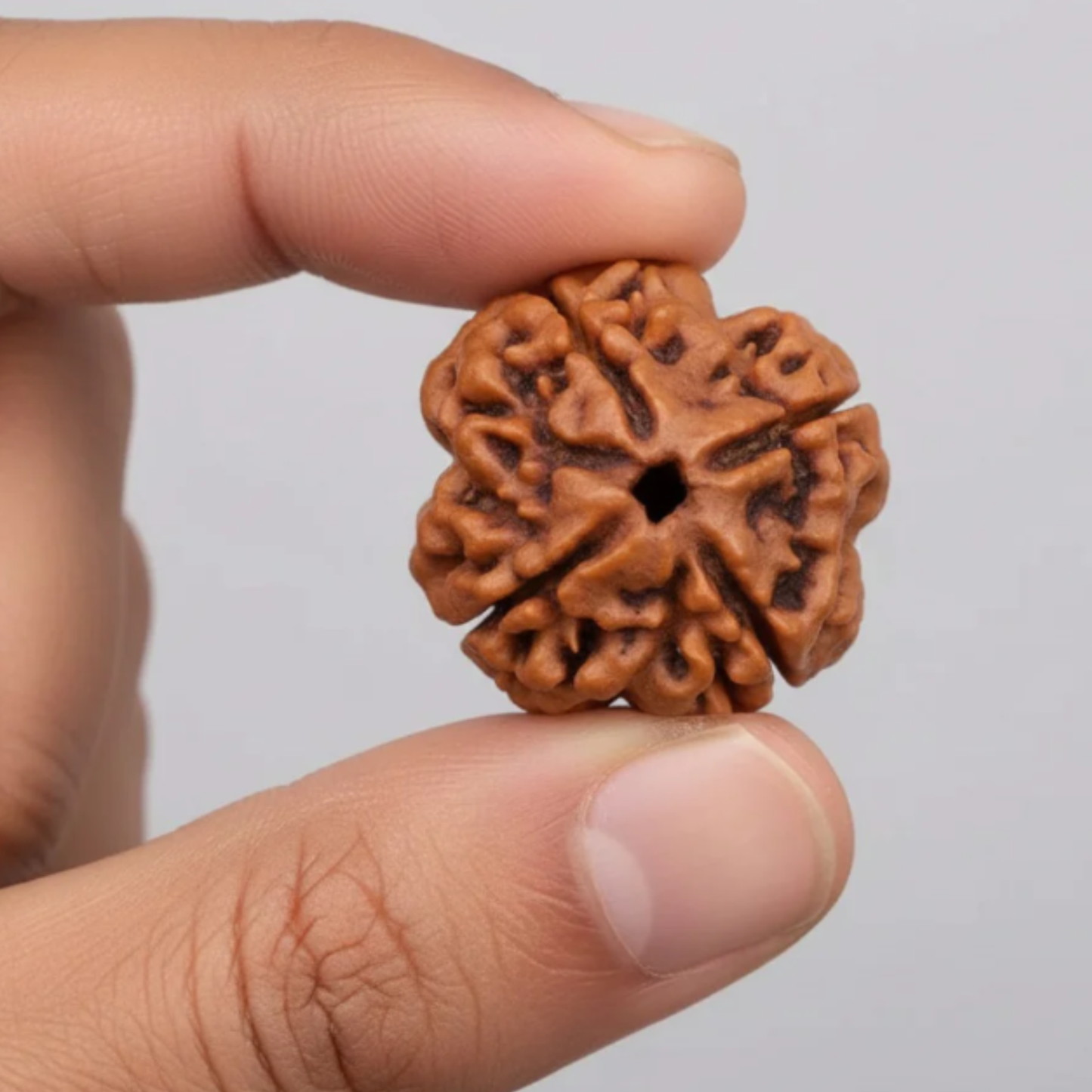 4 Mukhi Rudraksha [Certified | Abhimantrit - Energized | 100% Original and Natural]