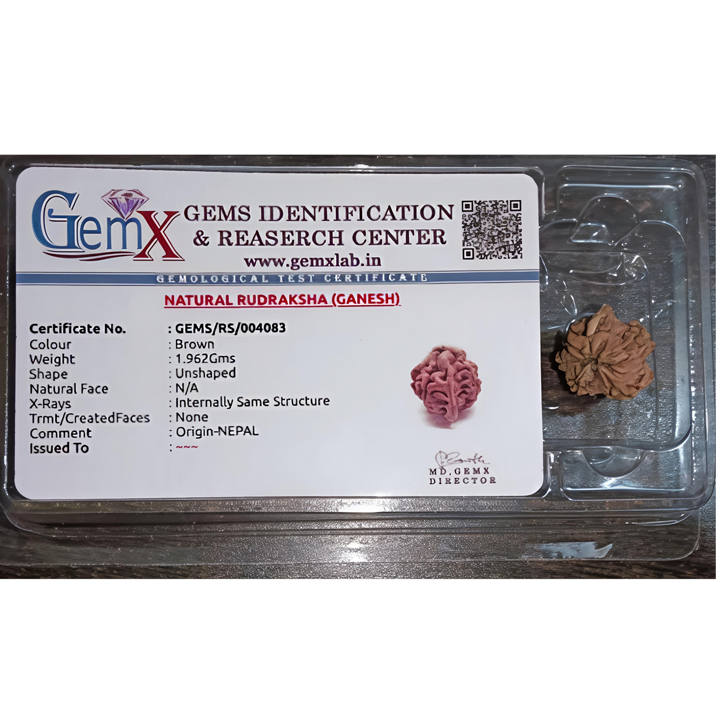 Ganesh Mukhi Rudraksha [Certified | Abhimantrit - Energized | 100% Original and Natural]