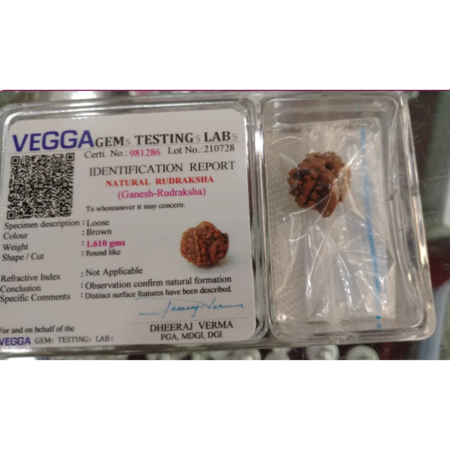 Ganesh Mukhi Rudraksha [Certified | Abhimantrit - Energized | 100% Original and Natural]