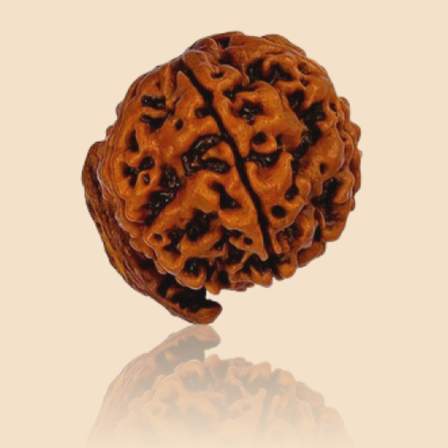 Ganesh Mukhi Rudraksha [Certified | Abhimantrit - Energized | 100% Original and Natural]