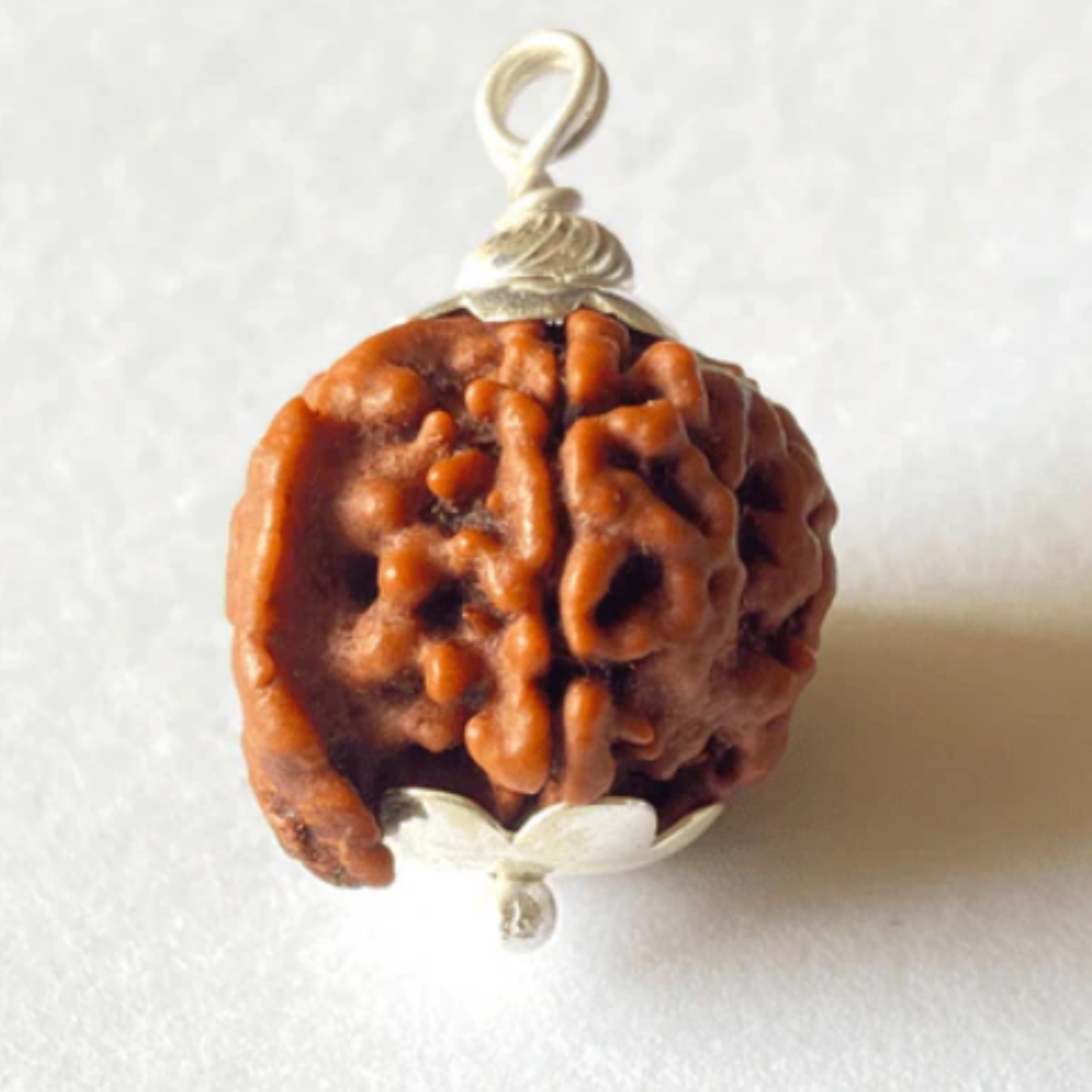 Ganesh Mukhi Rudraksha [Certified | Abhimantrit - Energized | 100% Original and Natural]
