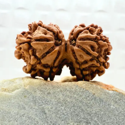 Gauri Shankar Rudraksha [Certified | Abhimantrit - Energized | 100% Original and Natural]