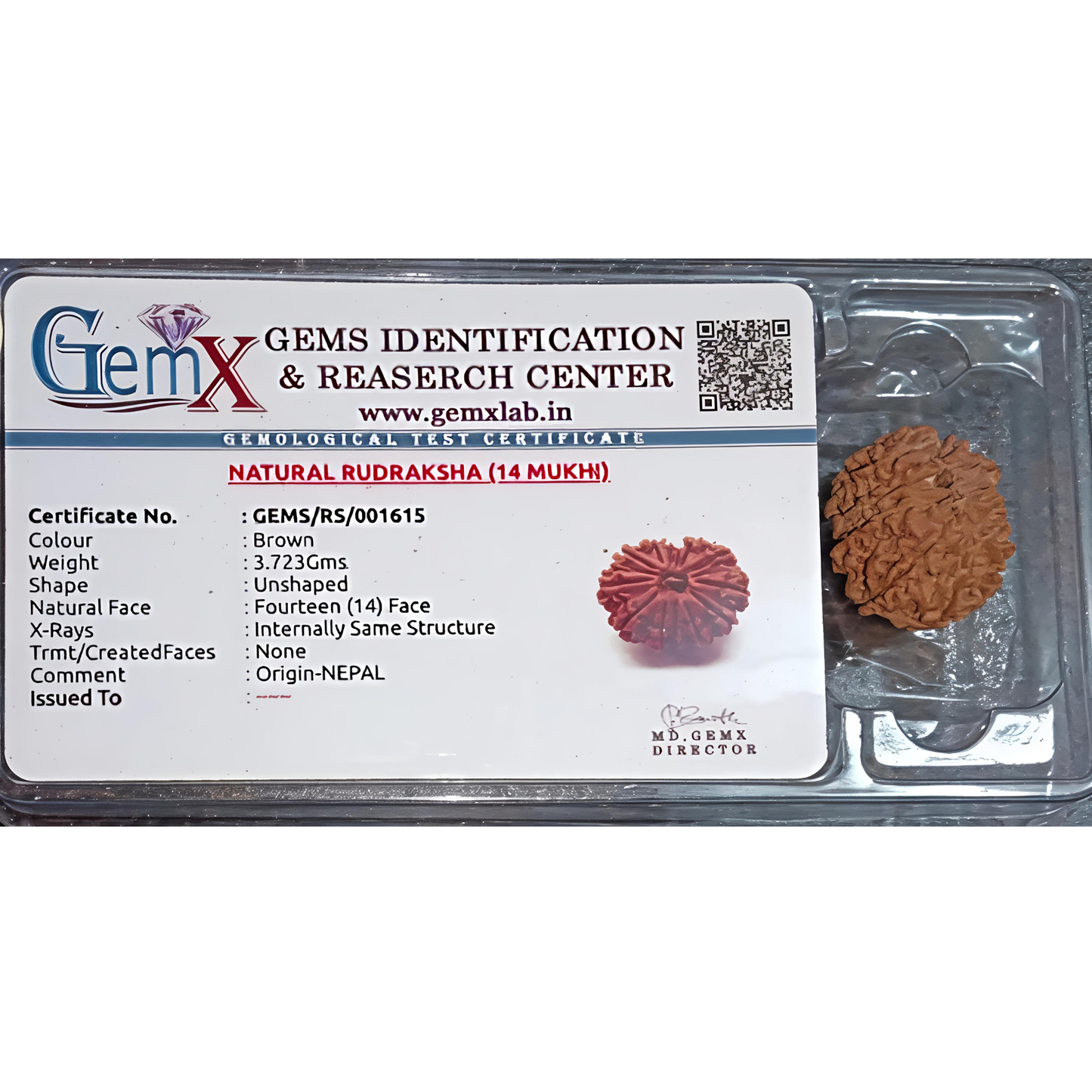 14 Mukhi Rudraksha [Certified | Abhimantrit - Energized | 100% Original and Natural]