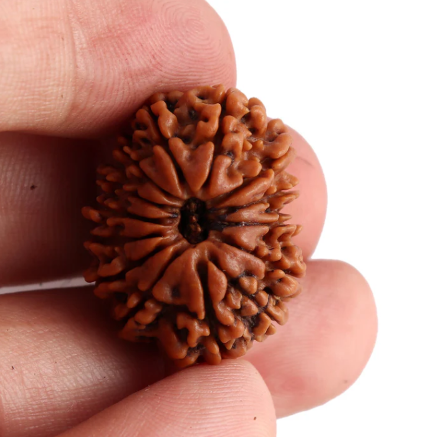 14 Mukhi Rudraksha [Certified | Abhimantrit - Energized | 100% Original and Natural]