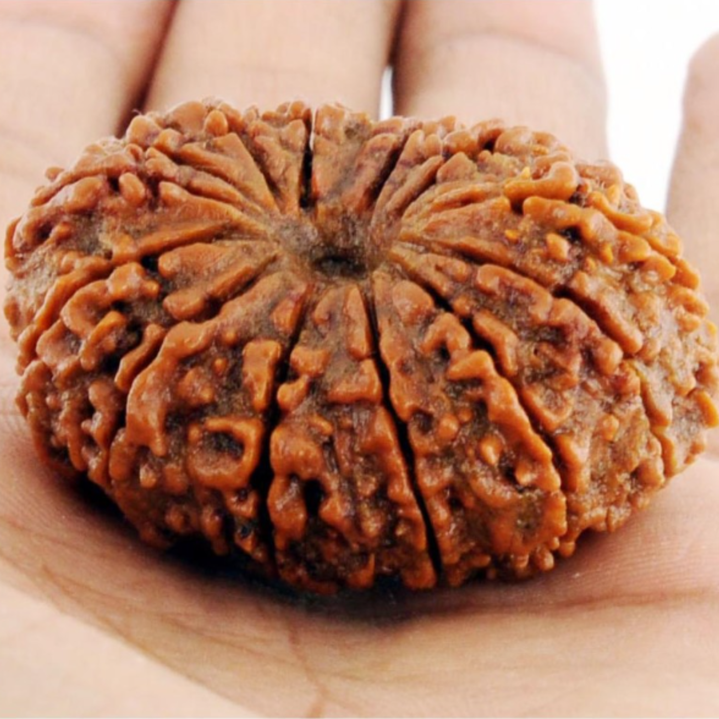 14 Mukhi Rudraksha [Certified | Abhimantrit - Energized | 100% Original and Natural]
