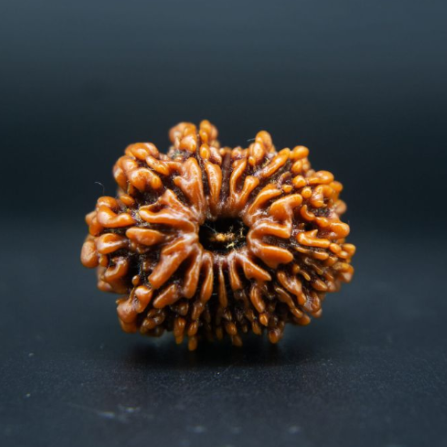 14 Mukhi Rudraksha [Certified | Abhimantrit - Energized | 100% Original and Natural]