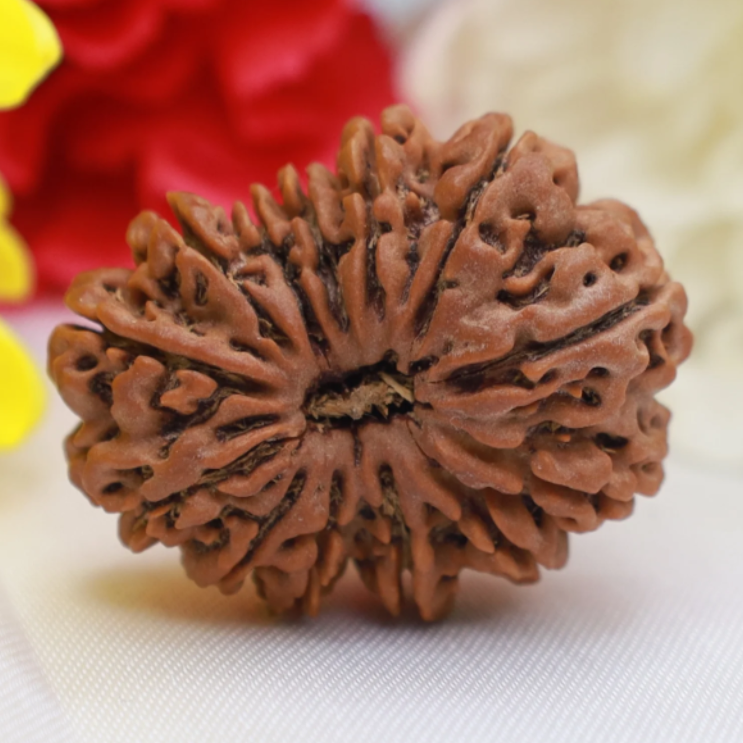 13 Mukhi Rudraksha [Certified | Abhimantrit - Energized | 100% Original and Natural]