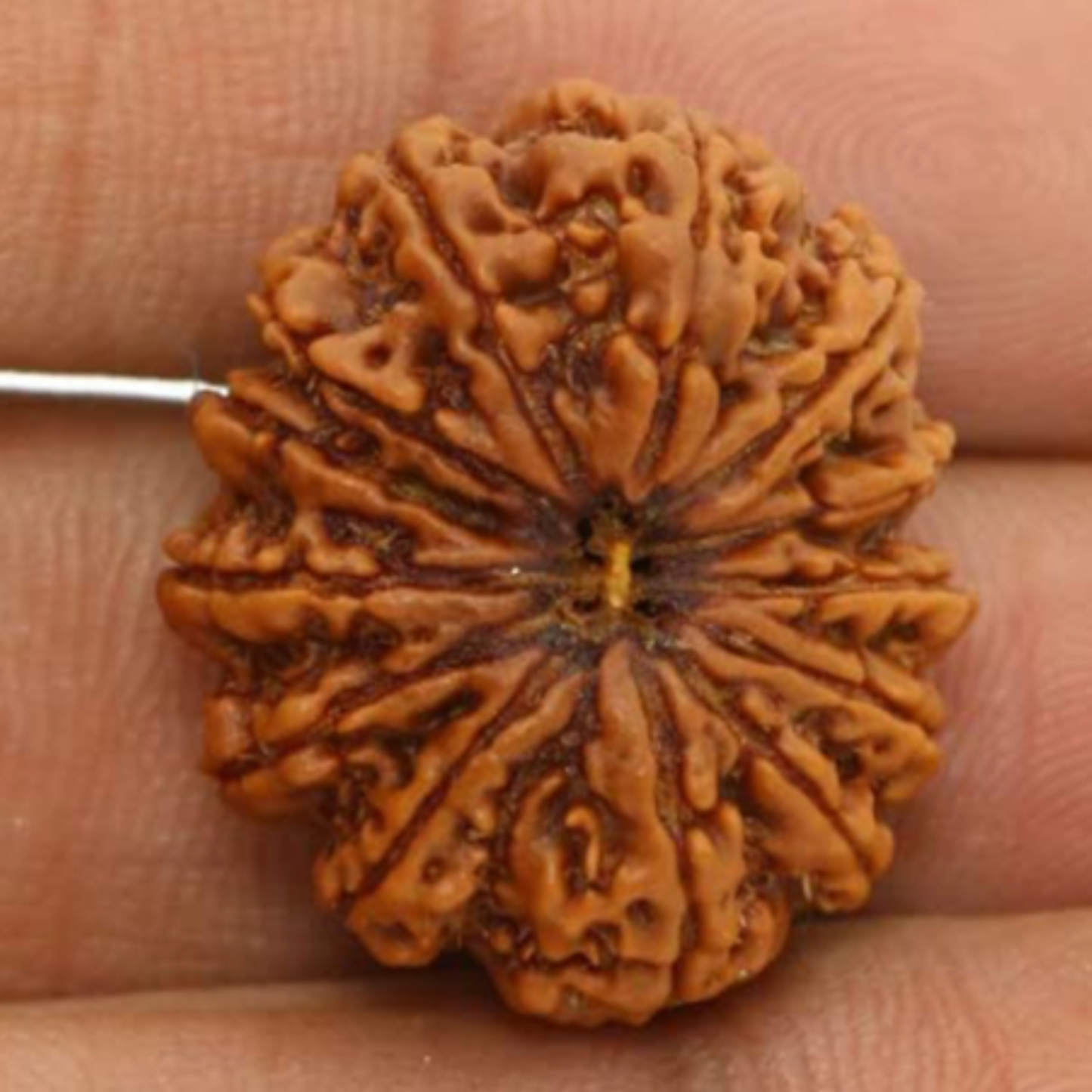 13 Mukhi Rudraksha [Certified | Abhimantrit - Energized | 100% Original and Natural]