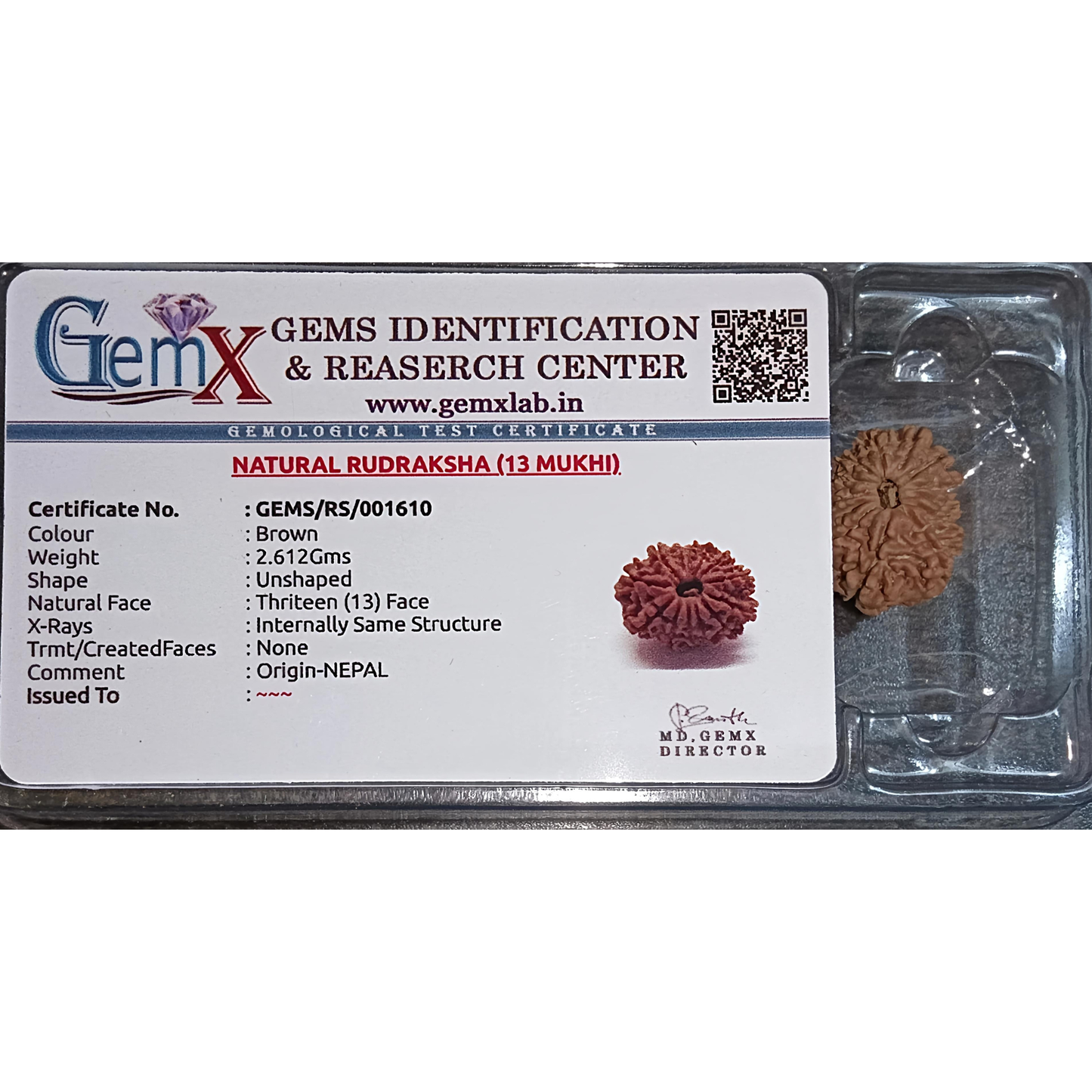 13 Mukhi Rudraksha [Certified | Abhimantrit - Energized | 100% Original and Natural]