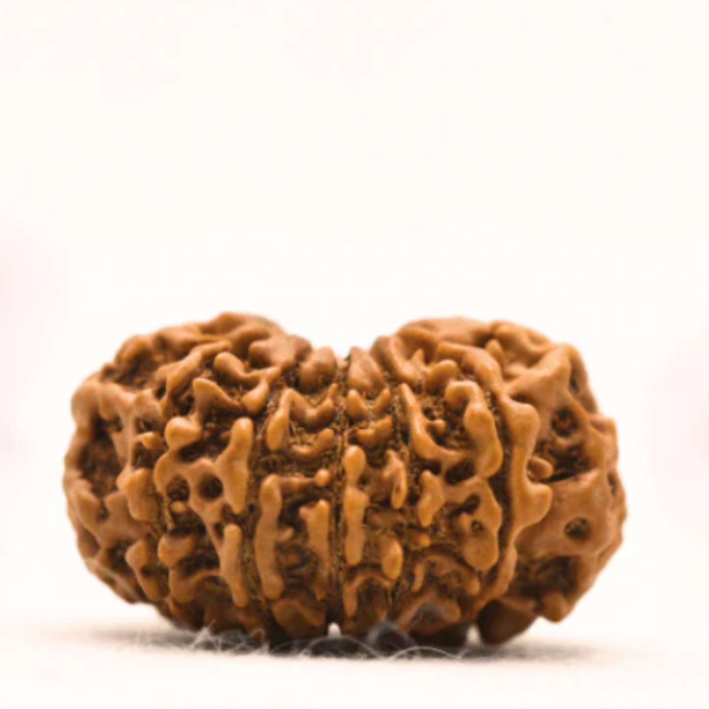 13 Mukhi Rudraksha [Certified | Abhimantrit - Energized | 100% Original and Natural]