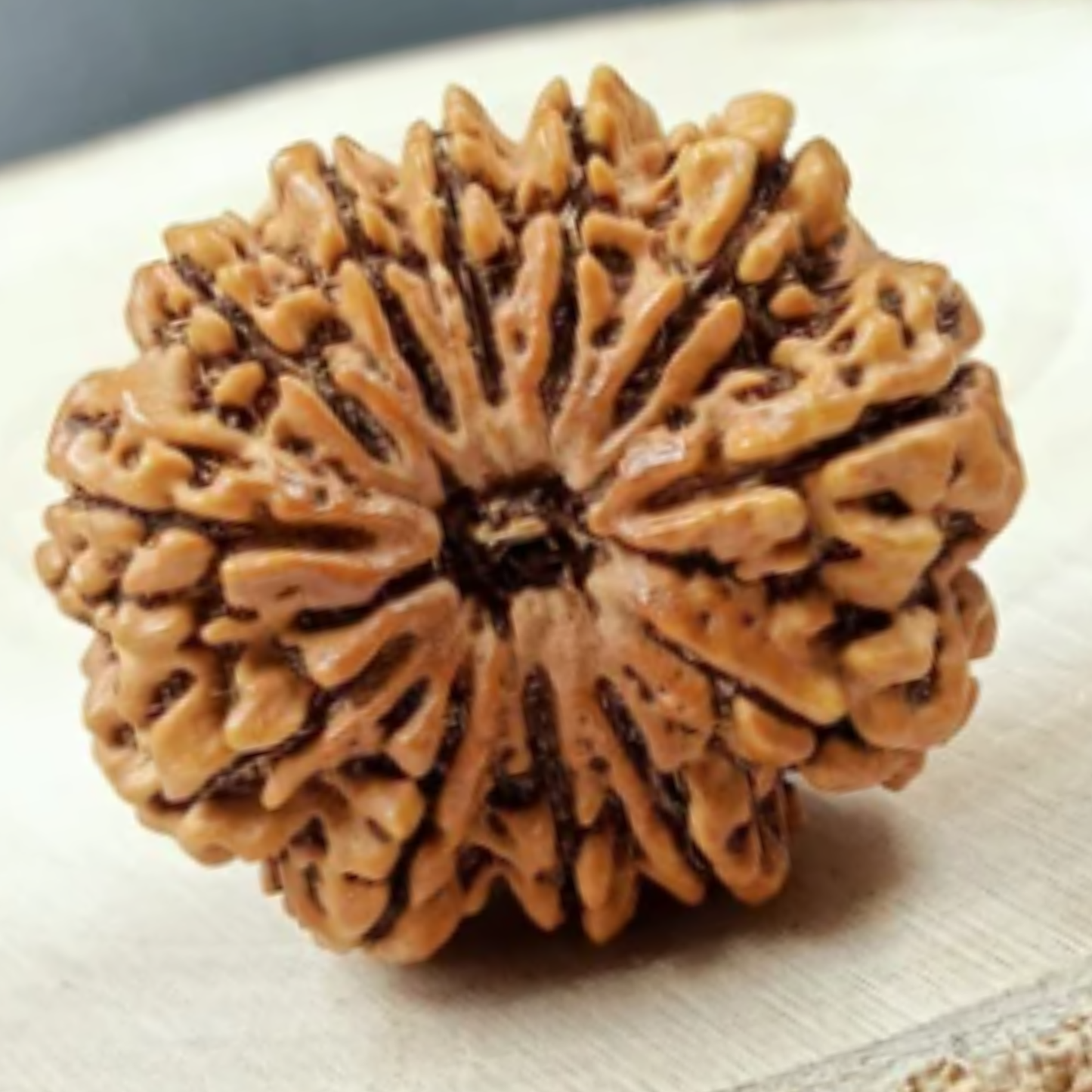 12 Mukhi Rudraksha [Certified | Abhimantrit - Energized | 100% Original and Natural]