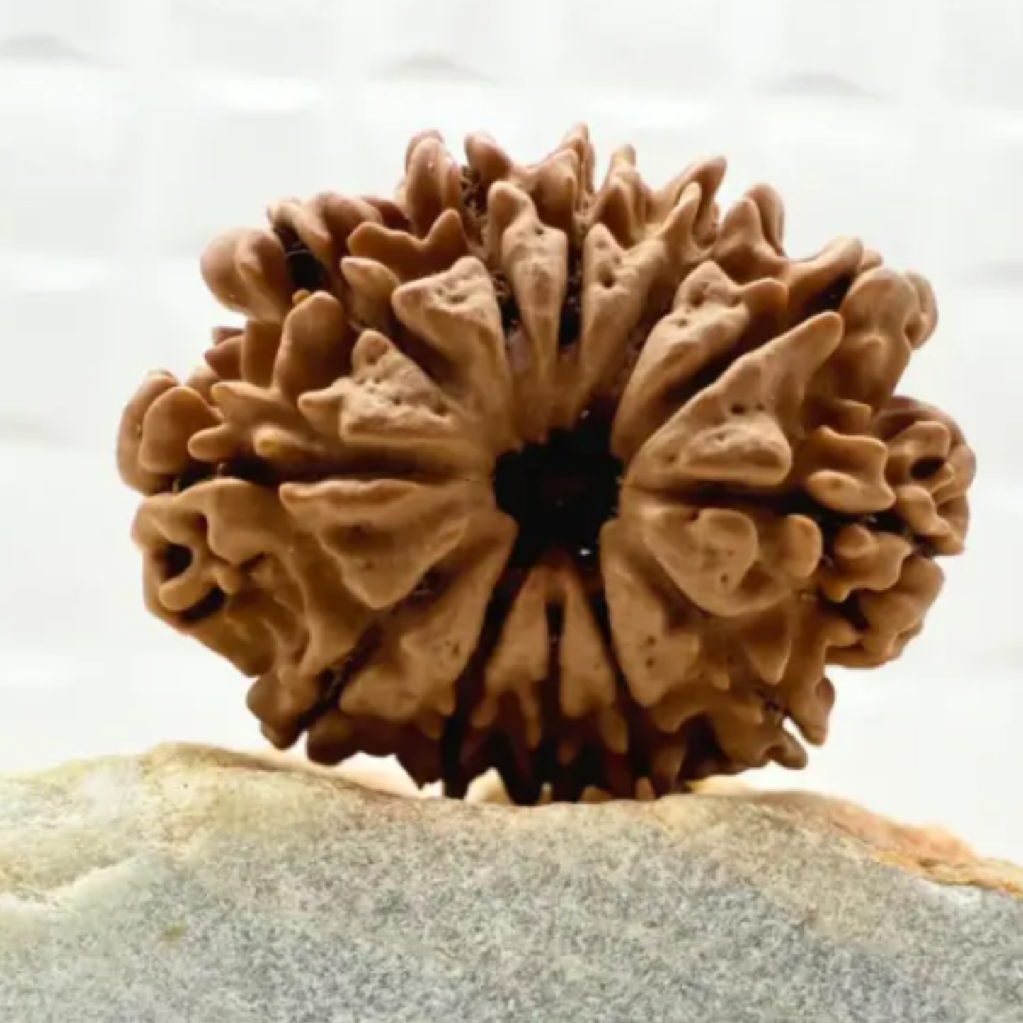12 Mukhi Rudraksha [Certified | Abhimantrit - Energized | 100% Original and Natural]