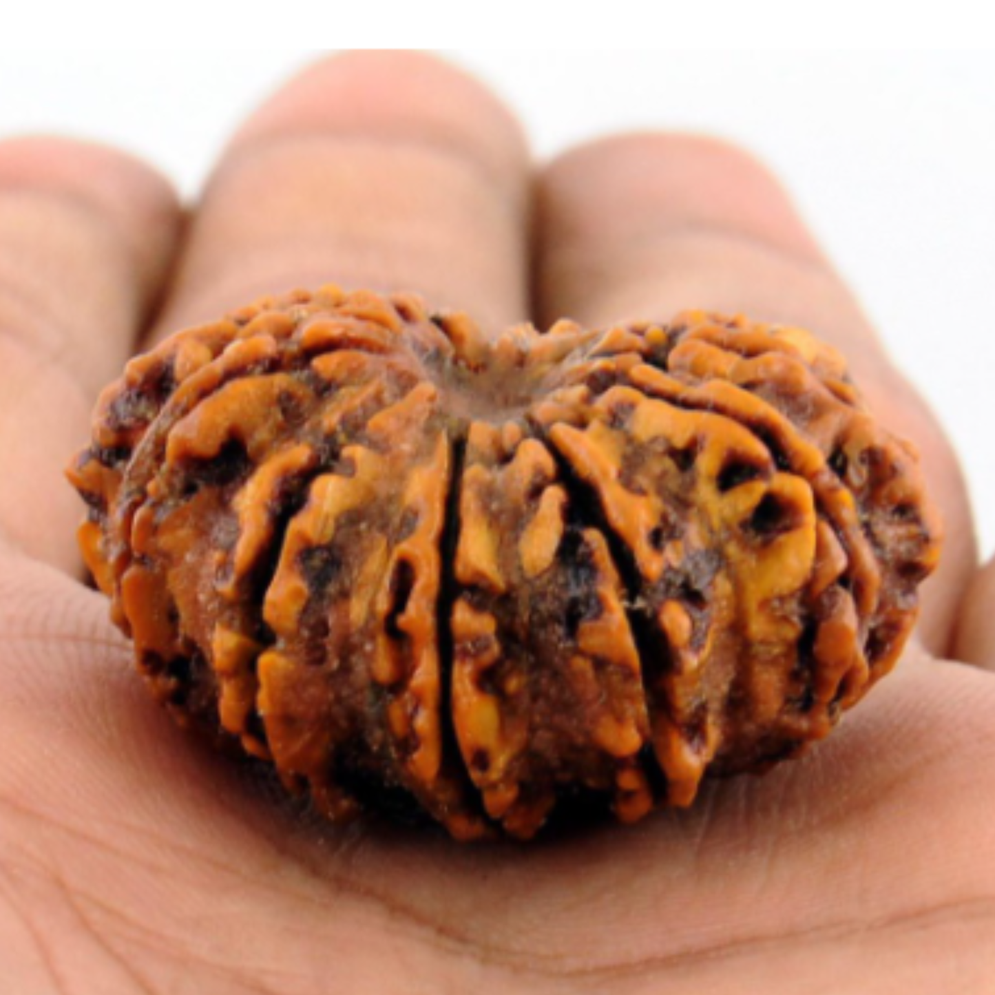 12 Mukhi Rudraksha [Certified | Abhimantrit - Energized | 100% Original and Natural]