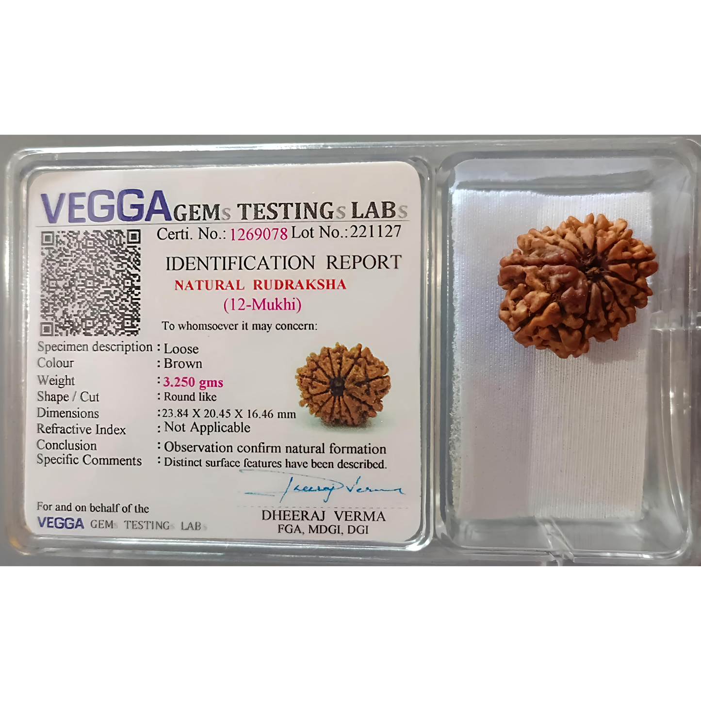 12 Mukhi Rudraksha [Certified | Abhimantrit - Energized | 100% Original and Natural]