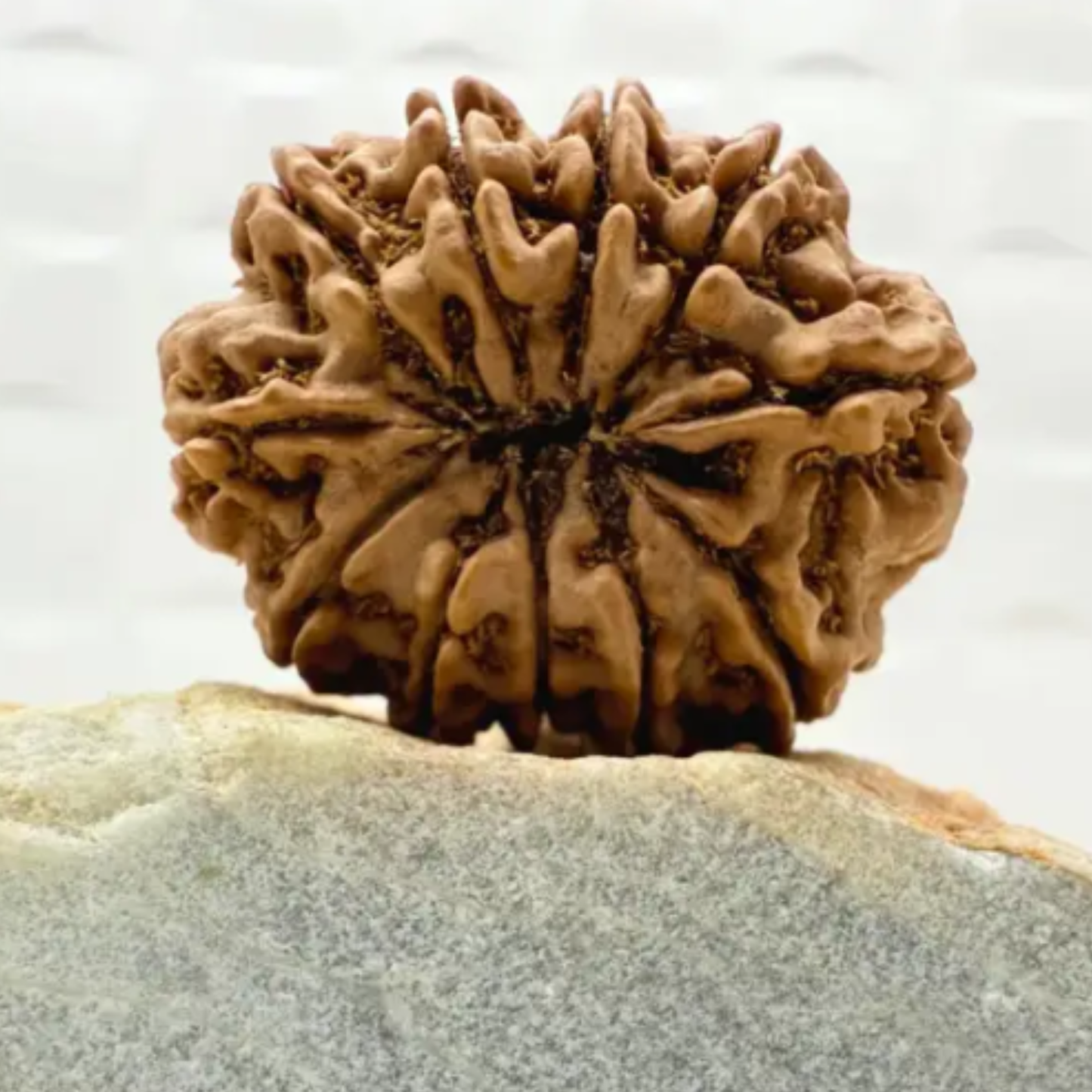11 Mukhi Rudraksha [Certified | Abhimantrit - Energized | 100% Original and Natural]