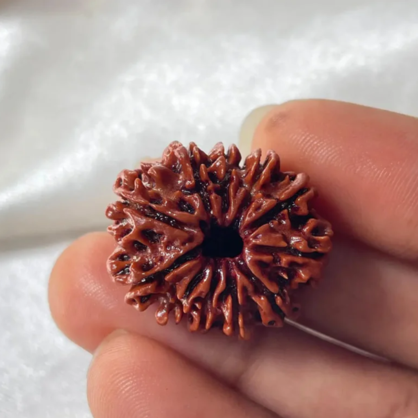11 Mukhi Rudraksha [Certified | Abhimantrit - Energized | 100% Original and Natural]