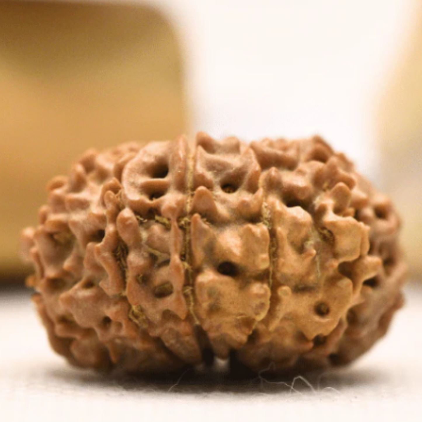 11 Mukhi Rudraksha [Certified | Abhimantrit - Energized | 100% Original and Natural]