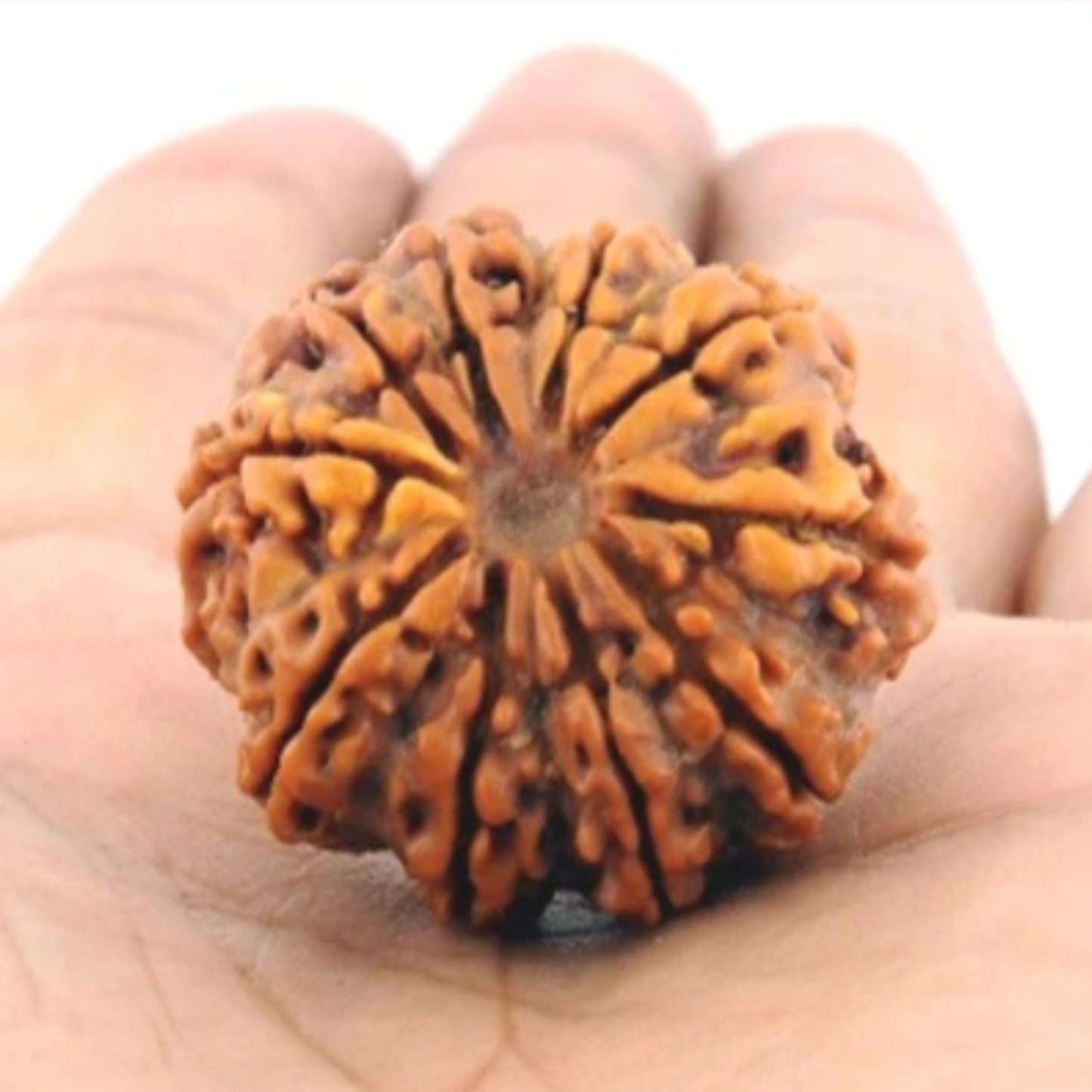 10 Mukhi Rudraksha [Certified | Abhimantrit - Energized | 100% Original and Natural]