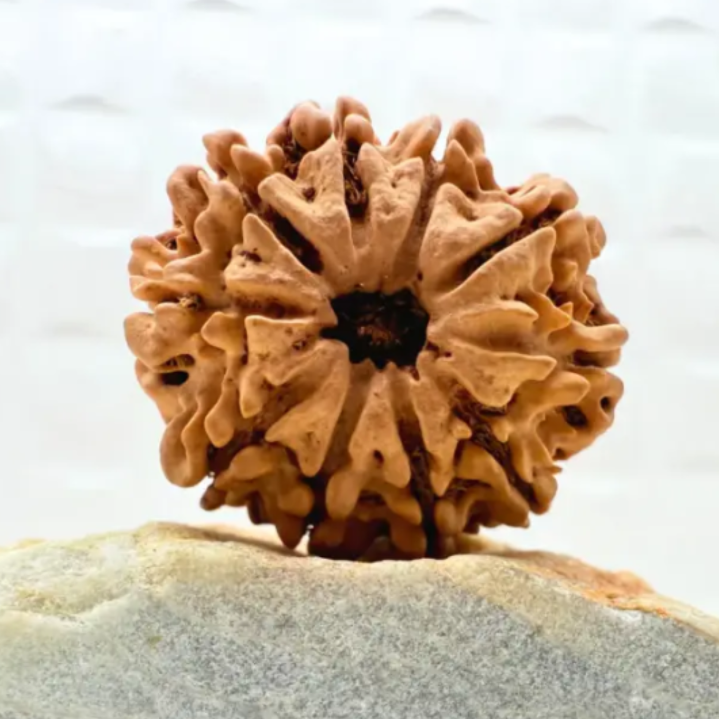 10 Mukhi Rudraksha [Certified | Abhimantrit - Energized | 100% Original and Natural]