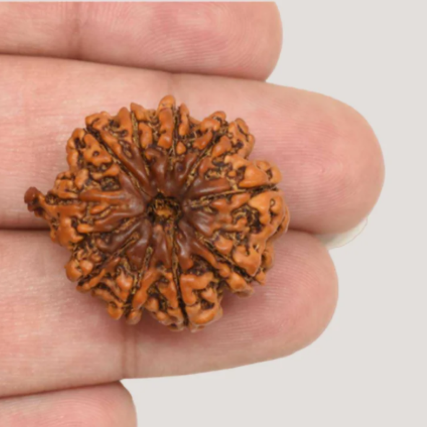 10 Mukhi Rudraksha [Certified | Abhimantrit - Energized | 100% Original and Natural]