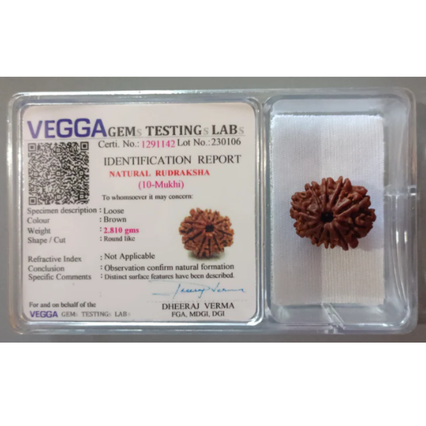 10 Mukhi Rudraksha [Certified | Abhimantrit - Energized | 100% Original and Natural]
