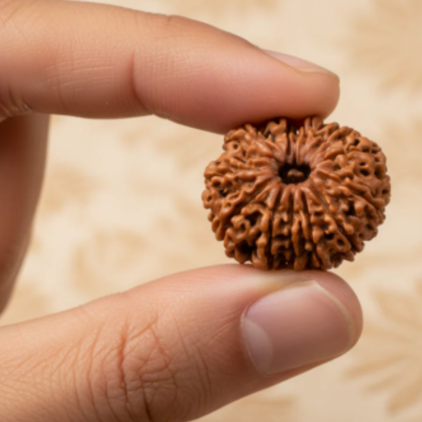 10 Mukhi Rudraksha [Certified | Abhimantrit - Energized | 100% Original and Natural]