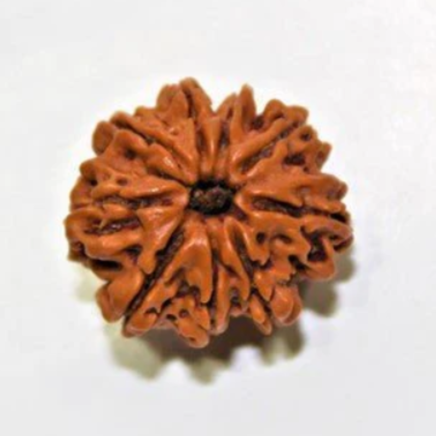 9 Mukhi Rudraksha [Certified | Abhimantrit - Energized | 100% Original and Natural]