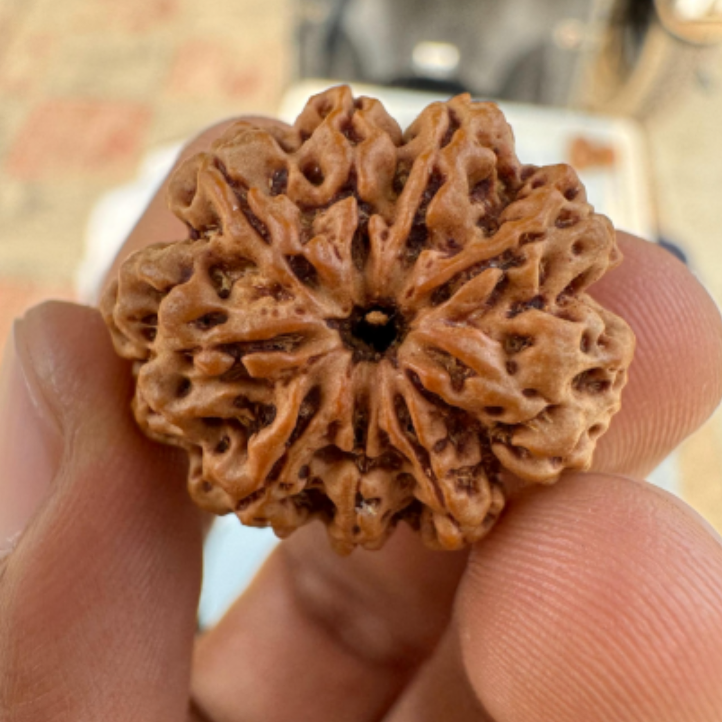 9 Mukhi Rudraksha [Certified | Abhimantrit - Energized | 100% Original and Natural]