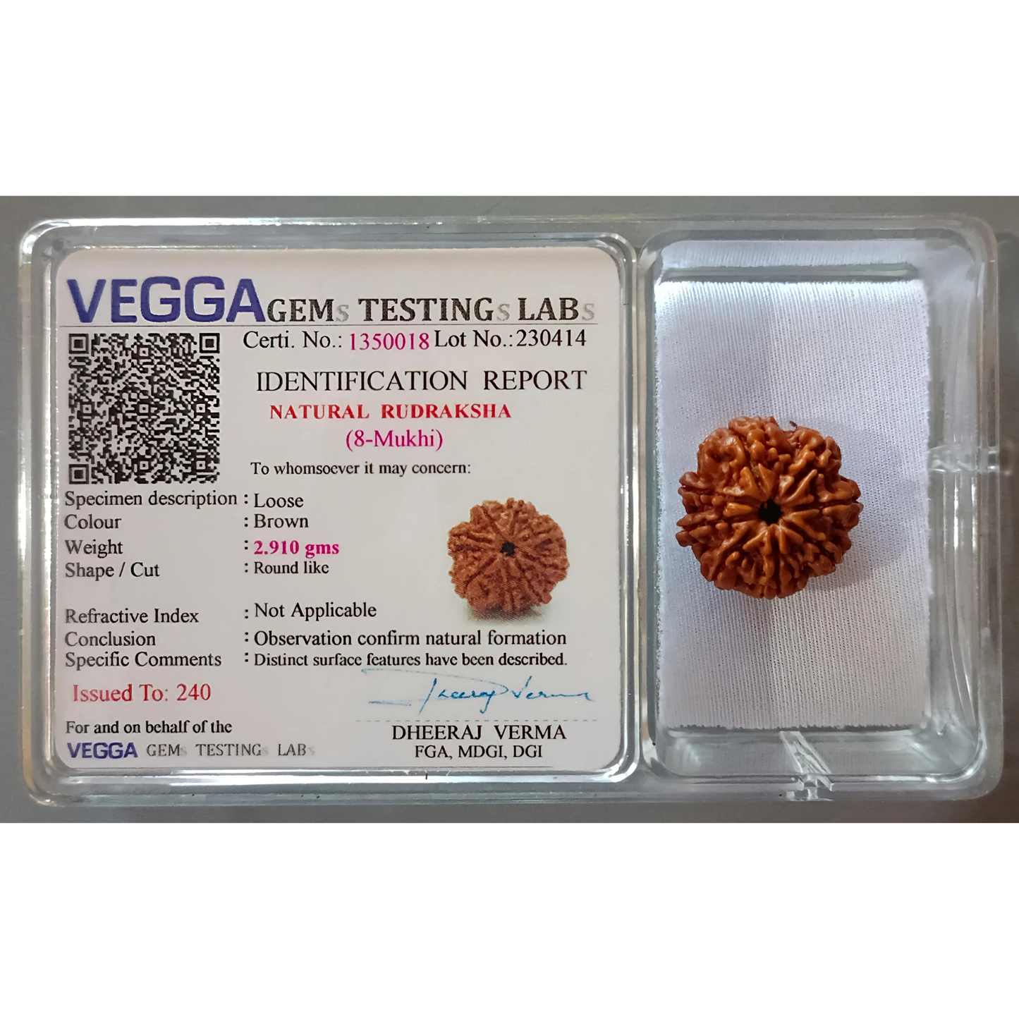 8 Mukhi Rudraksha [Certified | Abhimantrit - Energized | 100% Original and Natural]