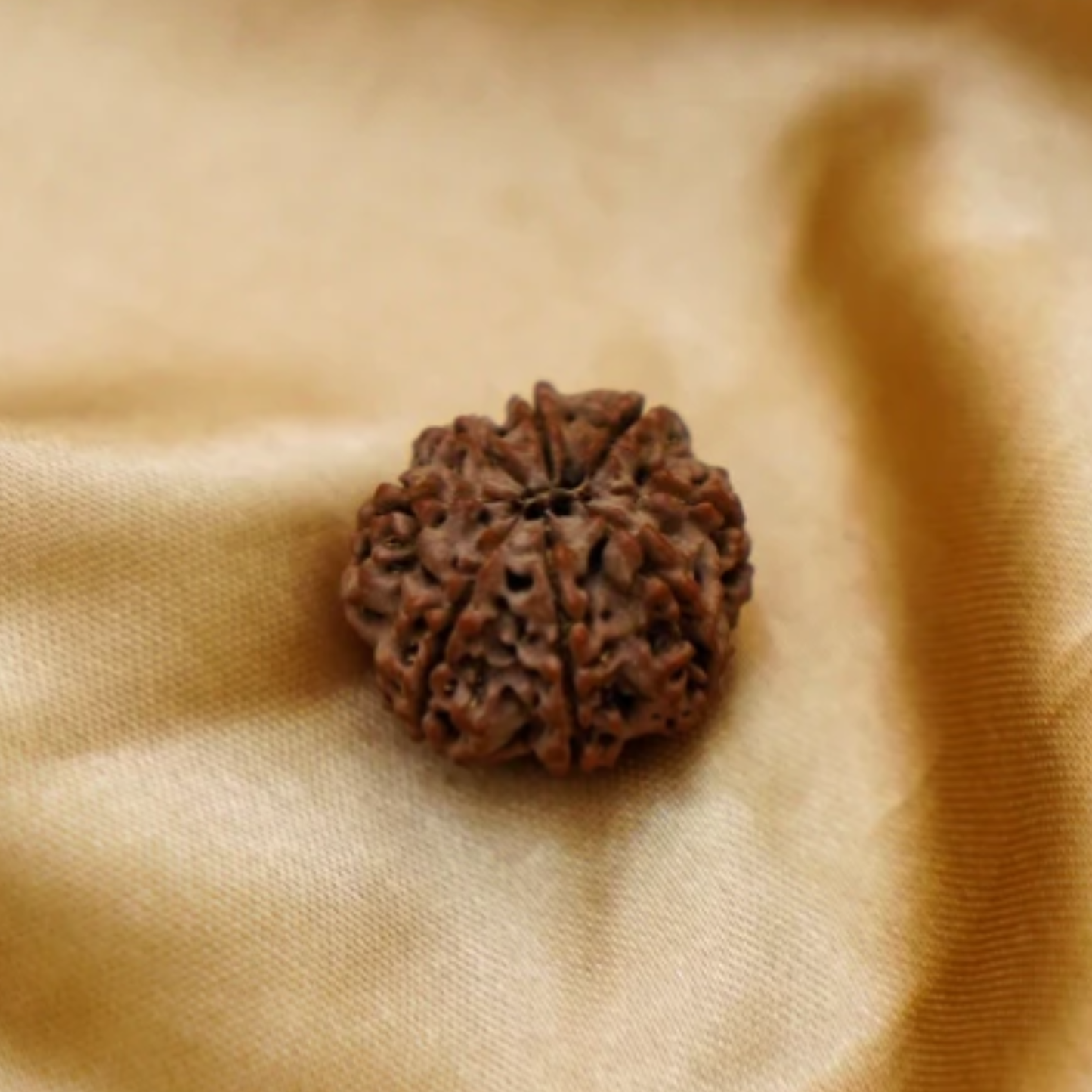 8 Mukhi Rudraksha [Certified | Abhimantrit - Energized | 100% Original and Natural]