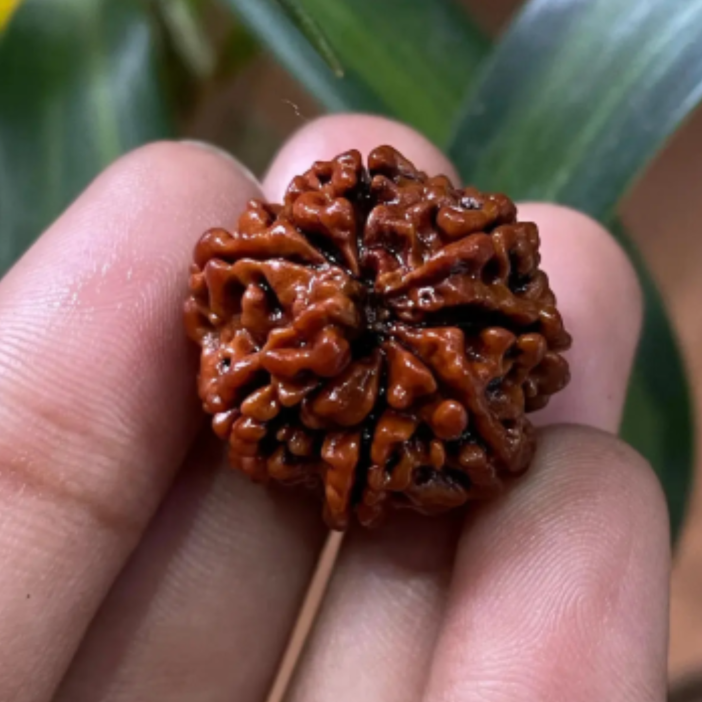 8 Mukhi Rudraksha [Certified | Abhimantrit - Energized | 100% Original and Natural]