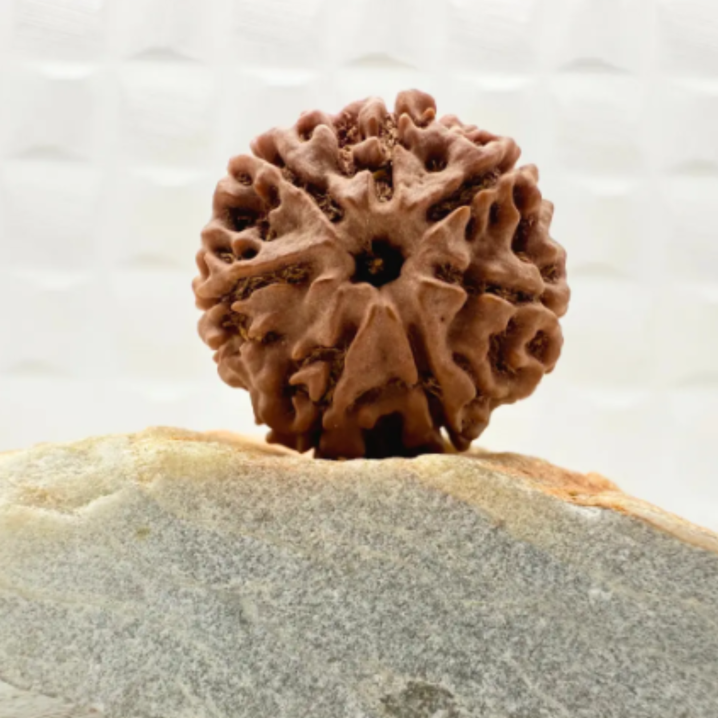 7 Mukhi Rudraksha [Certified | Abhimantrit - Energized | 100% Original and Natural]