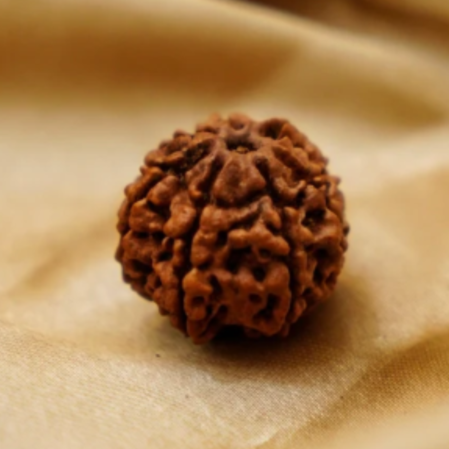 7 Mukhi Rudraksha [Certified | Abhimantrit - Energized | 100% Original and Natural]